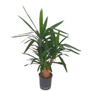 Yucca ele. verzweigt 80-100 22-28/19 - LV-1