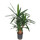 Yucca ele. verzweigt 80-100 22-28/19 - LV-1