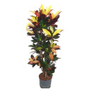 Codiaeum var. Mrs. Iceton verzweigt 120-130 22-28/19 - LV-2