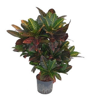 Codiaeum var. Petra verzweigt 120 22/19 - LV-2