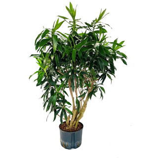Dracaena reflexa (Pleomele) verzweigt 120 22/19