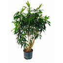Dracaena reflexa (Pleomele) verzweigt 120 22/19