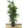 Ficus lon. Amstel King 120 18/19 - LV-3
