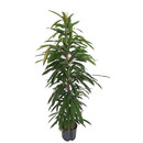 Ficus lon. Amstel King 150 22/19 - LV-3