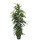 Ficus lon. Amstel King 150 22/19 - LV-3