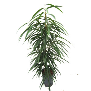 Ficus lon. Allii  120 18/19 - LV-3