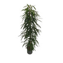 Ficus lon. Allii  180 22/19 - LV-3