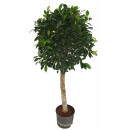 Ficus Nitida Stamm 120  (Krone Ø 45)  25/19 - LV-3