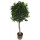 Ficus Nitida Stamm 120  (Krone Ø 45)  25/19 - LV-3