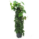 Philodendron scandens am Gitterrohr 120 22/19 - LV-8