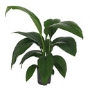 Spathiphyllum Sensation Tuff II  70 18/19 - LV-5