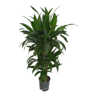 Dracaena der. Janet Lind verzweigt 100 22/19 - LV-9