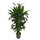 Dracaena der. Janet Lind verzweigt 100 22/19 - LV-9