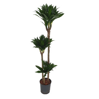Dracaena der. Janet Craig compacta 90/60/30 120-130 18/19 - LV-8