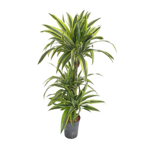 Dracaena der. Lemon 60/30/15 100 15-18/19 - LV-7