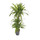 Dracaena der. Lemon 60/30/15 100 15-18/19 - LV-7