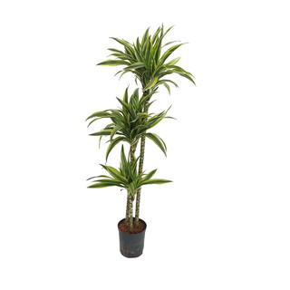 Dracaena der. Lemon 90/60/30 130-140 18/19 - LV-7