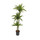 Dracaena der. Lemon 90/60/30 130-140 18/19 - LV-7