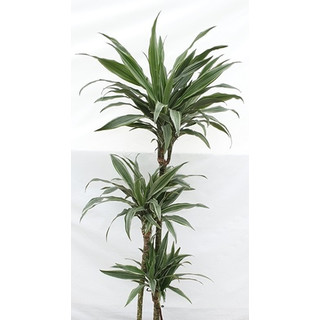 Dracaena der. Warneckii 60/30/15 100 15-18/19 - LV-7