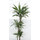 Dracaena der. Warneckii 60/30/15 100 15-18/19 - LV-7