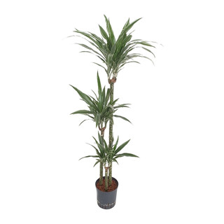 Dracaena der. Warneckii 90/60/30 130-140 18/19 - LV-7