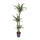 Dracaena der. Warneckii 90/60/30 130-140 18/19 - LV-7