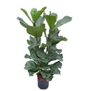 Ficus lyrata Tuff II 120-130 18/19 - LV-4