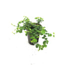 Ficus pumila 15/19 - LV-4