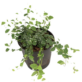 Ficus pumila Sunny 13/12 - LV3