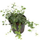 Ficus pumila Sunny 13/12 - LV3