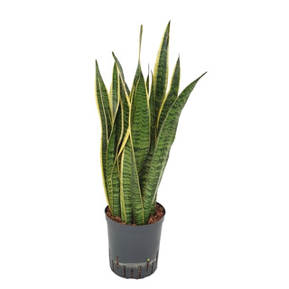 Sansevieria trifas. Laurentii (gelb-grün)   60-70 18/19 - LV-9