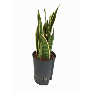 Sansevieria trifas. Laurentii (gelb-grün)  60 15/19 - LV-9