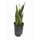 Sansevieria trifas. Laurentii (gelb-grün)  60 15/19...