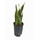 Sansevieria trifas. Laurentii (gelb-grün)  60 15/19 - LV-9