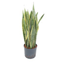 Sansevieria trifas. Laurentii (gelb-grün)  70 22/19...