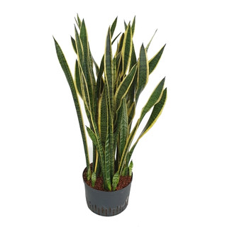 Sansevieria trifas. Laurentii (gelb-grün)  80-100   28/19 - LV-9