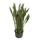 Sansevieria trifas. Laurentii (gelb-grün)  80-100...
