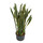 Sansevieria trifas. Laurentii (gelb-grün)  80-100   28/19 - LV-9