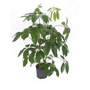 Schefflera act. Amate Tuff II 140 22/19 - LV-4
