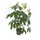 Schefflera act. Amate Tuff II 140 22/19 - LV-4