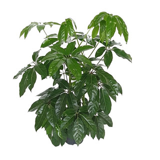 Schefflera act. Amate Tuff III 130-140 28/19 - LV-4