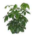 Schefflera act. Amate Tuff III 130-140 28/19 - LV-4