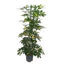Schefflera arb. Gold Capella Tuff III 120-130 18/19 - LV-5