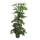 Schefflera arb. Gold Capella Tuff III 120-130 18/19 - LV-5