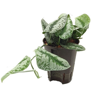 Scindapsus pictus Monstrosus 13/12 - LV-6