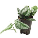 Scindapsus pictus Monstrosus 13/12 - LV-6
