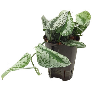 Scindapsus pictus Monstrosus 15/19 - LV-6