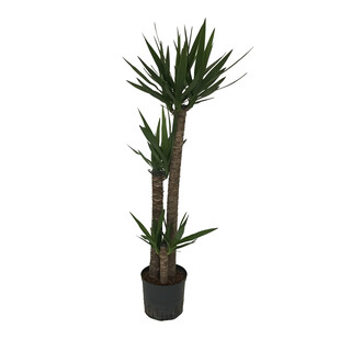 Yucca ele. Tuff  90/60/30  130-150 22/19 - LV-1