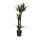 Yucca ele. Tuff  90/60/30  130-150 22/19 - LV-1