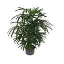 Rhapis excelsa 120 22/19 - LV-8